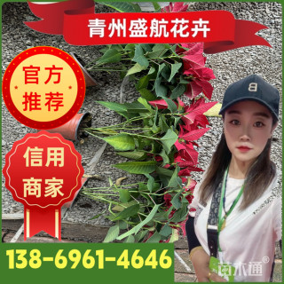 高度40厘米一品红