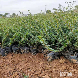 高度40厘米平枝荀子