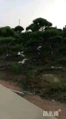 10公分造型黑松