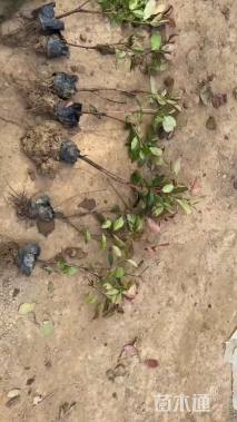 高度45厘米红叶石楠小苗