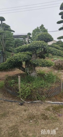 造型榔榆