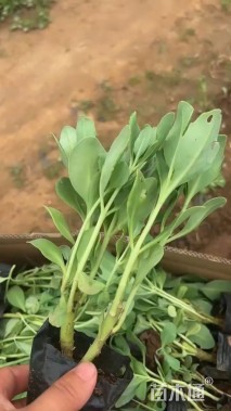 高度15厘米八宝景天