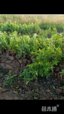 高度30厘米毛鹃