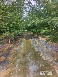 13公分染井吉野樱