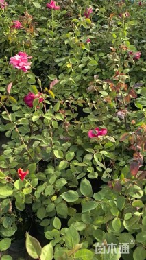 高度40厘米大花月季