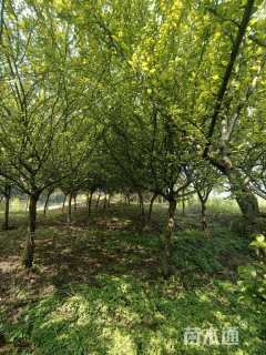 12公分垂丝海棠