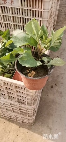 高度20厘米大丽花