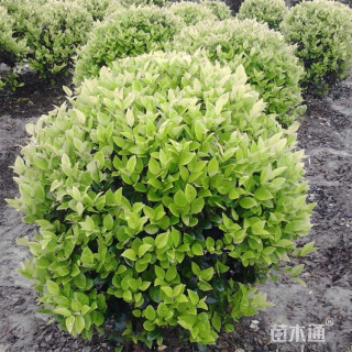 冠幅100厘米金森女贞球