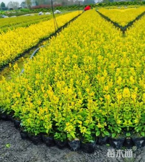 大杯苗亮晶女贞小苗