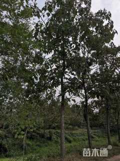 30公分泡桐