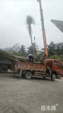 裸干高250厘米大王椰子