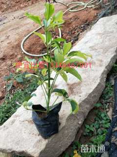 高度30厘米澳洲鸭脚木