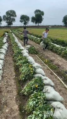 高度50厘米金丝桃