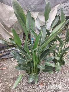 高度80厘米鹤望兰