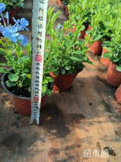 高度15厘米蓝雪花