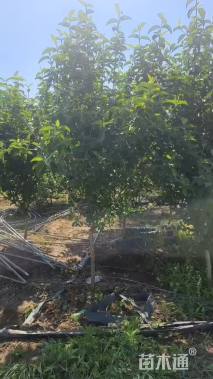 高度250厘米木绣球