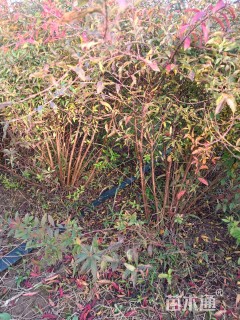 高度100厘米喷雪