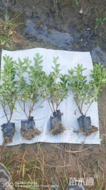 高度30厘米毛鹃