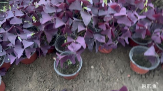 高度10厘米紫叶酢浆草
