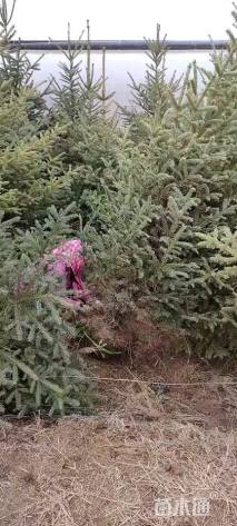 高度150厘米云杉