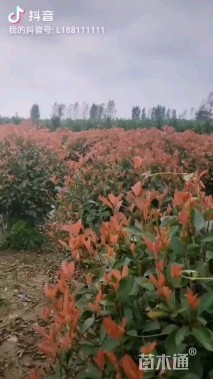 冠幅150厘米红叶石楠球