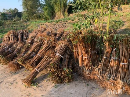 高度50厘米李子树