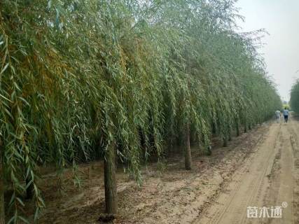 13公分金丝垂柳