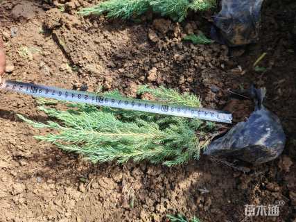 高度20厘米铺地柏