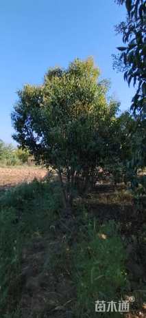 高度400厘米丛生大叶女贞