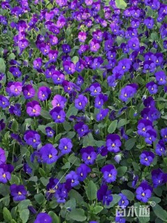 高度15厘米角堇