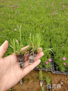 高度5厘米地被石竹