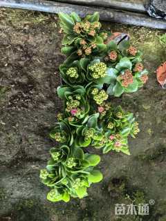 高度15厘米长寿花