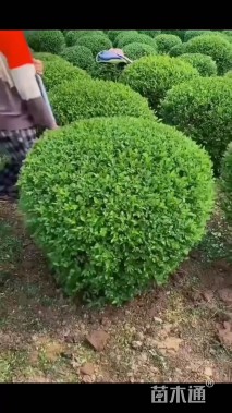 冠幅150厘米小叶女贞球