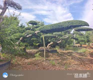 40公分造型榆树