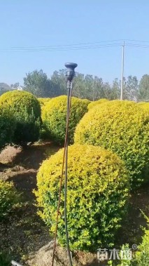 高度80厘米金冠女贞