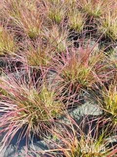 高度40厘米火焰狼尾草