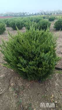 冠幅80厘米龙柏球
