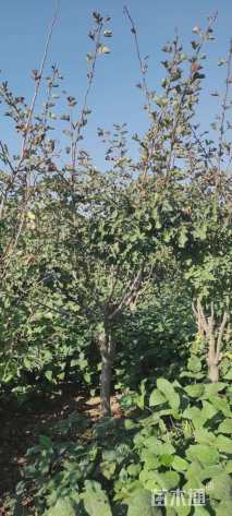 3公分山楂树