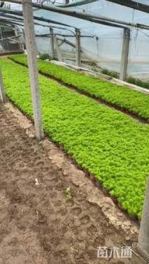 高度16厘米佛甲草