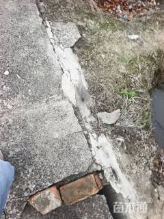 冠幅250厘米红叶石楠球