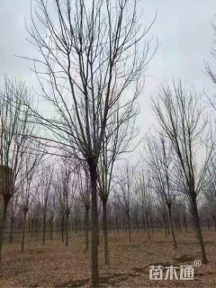15公分白蜡