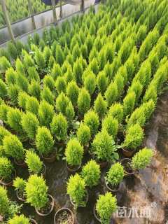 高度30厘米甘松