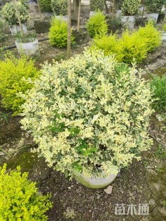 高度80厘米金姬小蜡