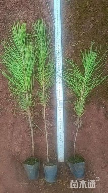 高度35厘米湿地松小苗