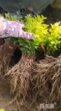 高度10厘米金叶女贞