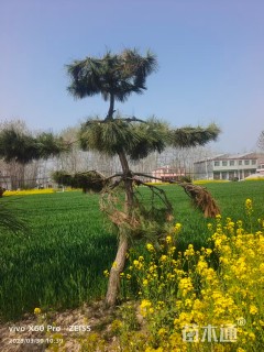 10公分造型黑松