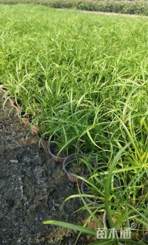高度25厘米旱伞草