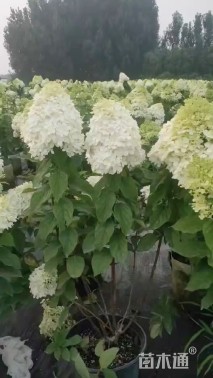 高度50厘米圆锥绣球