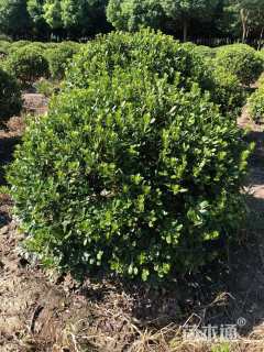 冠幅120厘米海桐球