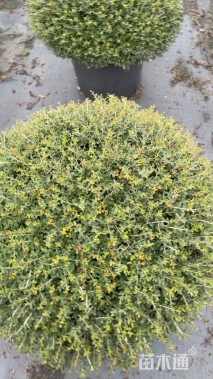 冠幅80厘米冬青球